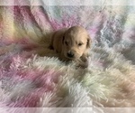 Small Photo #6 Golden Retriever Puppy For Sale in ALIQUIPPA, PA, USA