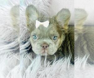 Medium French Bulldog