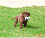Small #1 Labrador Retriever