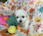 Puppy Drake Coton de Tulear
