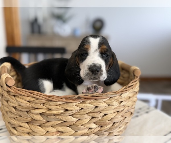 Medium Photo #9 Basset Hound Puppy For Sale in LIBERTY, NC, USA
