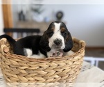 Small #8 Basset Hound