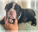 Small Photo #1 English Bulldog Puppy For Sale in BOSTON, MA, USA