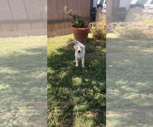 Labrador Retriever Puppy for sale in MARIPOSA, CA, USA