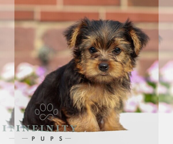 Medium Photo #1 Yorkshire Terrier Puppy For Sale in REINHOLDS, PA, USA