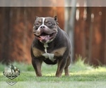 Small Photo #1 American Bully Puppy For Sale in PUYALLUP, WA, USA