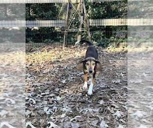 Beagle-Unknown Mix Dogs for adoption in Atlanta, GA, USA