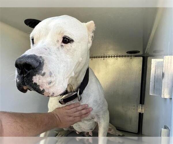 Medium Photo #1 Argentinian Mastiff-Unknown Mix Puppy For Sale in Houston, TX, USA