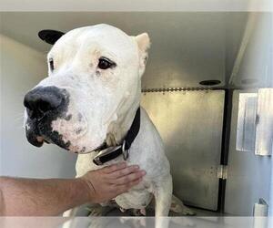 Argentinian Mastiff-Unknown Mix Dogs for adoption in Houston, TX, USA