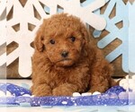 Small #2 Cavapoo