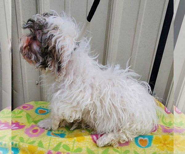 Medium Photo #4 Havanese Puppy For Sale in Mountain View, MO, USA