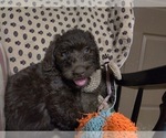 Small Photo #43 Australian Labradoodle Puppy For Sale in W FIELD, NC, USA
