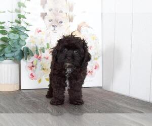 Cavapoo Puppy for sale in BEL AIR, MD, USA