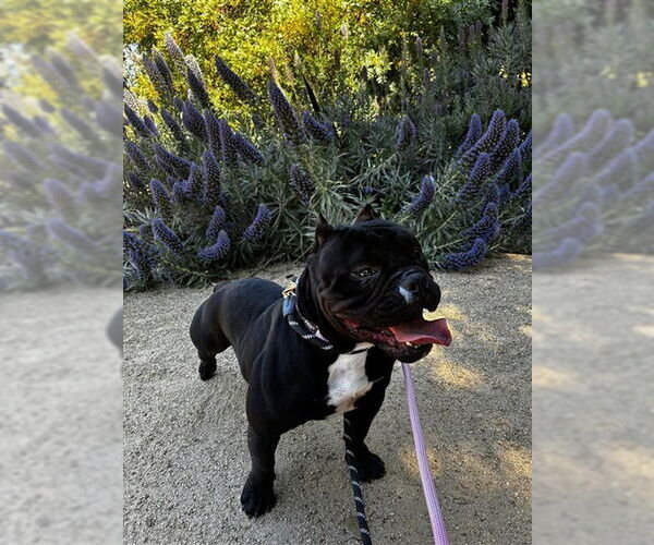 Medium Photo #1 Bulldog-Staffordshire Bull Terrier Mix Puppy For Sale in Fremont, CA, USA