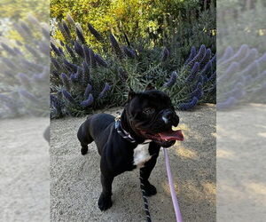 Bulldog-Staffordshire Bull Terrier Mix Dogs for adoption in Fremont, CA, USA