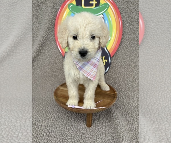 Medium Photo #1 Goldendoodle Puppy For Sale in CLARKSVILLE, TX, USA