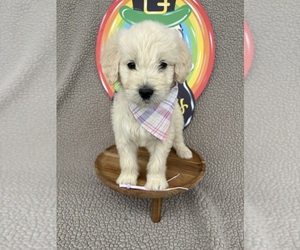 Goldendoodle Puppy for sale in CLARKSVILLE, TX, USA