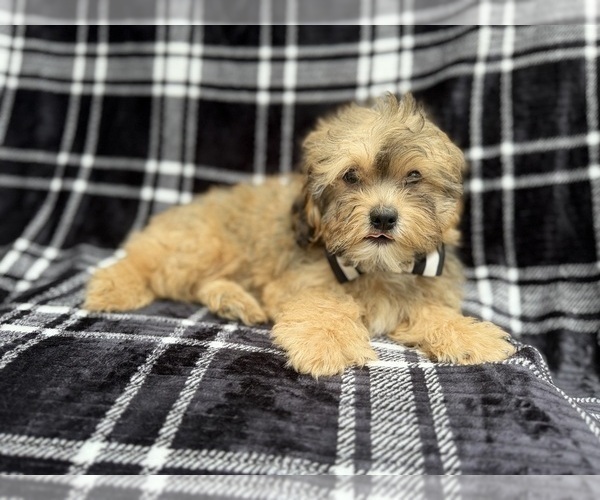 Medium Photo #3 Shih-Poo Puppy For Sale in LAKELAND, FL, USA