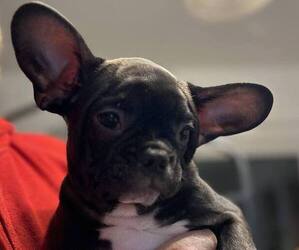 Faux Frenchbo Bulldog Puppy for sale in PILOT MOUND, IA, USA