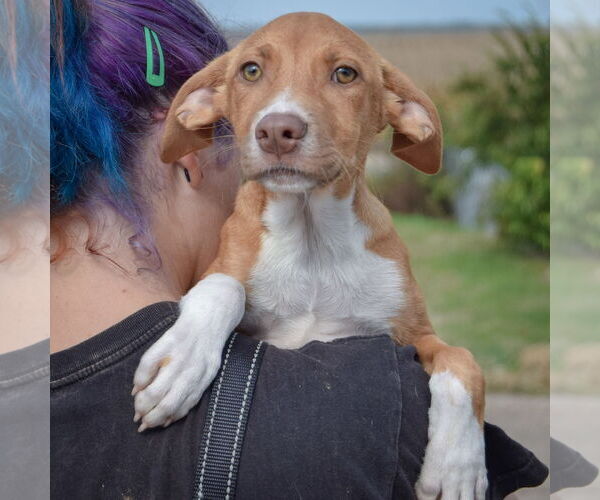 Medium Photo #5 Borador Puppy For Sale in Huntley, IL, USA