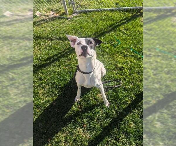 Medium Photo #1 Labrador Retriever-Staffordshire Bull Terrier Mix Puppy For Sale in Ogden, UT, USA