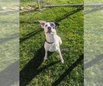 Small Labrador Retriever-Staffordshire Bull Terrier Mix