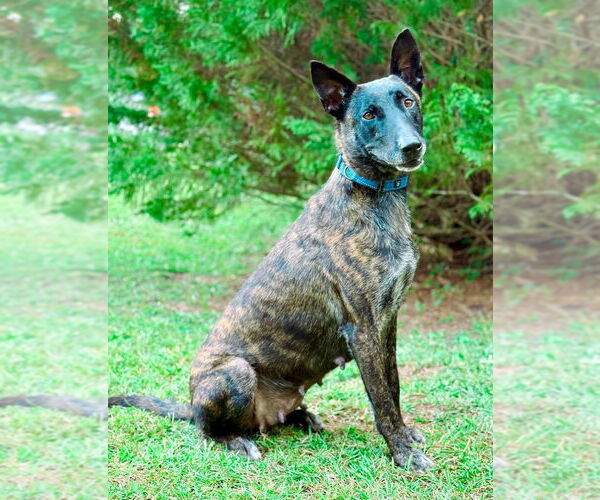 Medium Photo #1 Holland Shepherd-Unknown Mix Puppy For Sale in Brewster, NY, USA