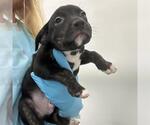 Small American Staffordshire Terrier Mix