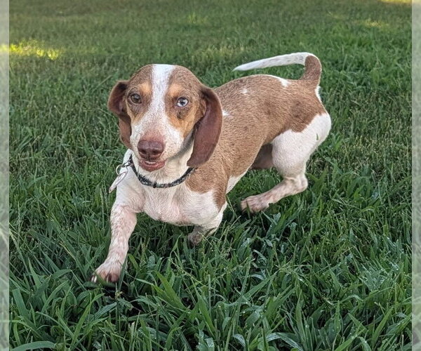 Medium Photo #4 Dachshund Puppy For Sale in Shelbyville, TN, USA