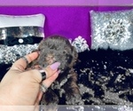 Small Photo #14 Shih Tzu Puppy For Sale in HAYWARD, CA, USA