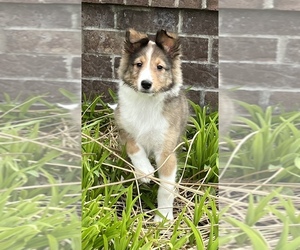Shetland Sheepdog Puppy for sale in NOBLESVILLE, IN, USA