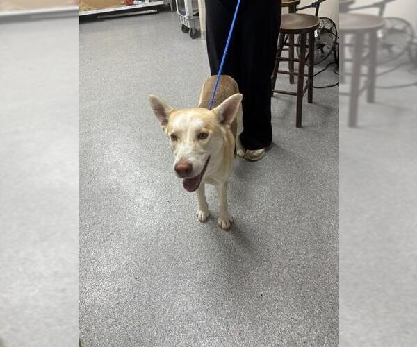 Medium Photo #1 Siberian Husky-Unknown Mix Puppy For Sale in Pasadena, TX, USA