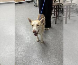 Siberian Husky-Unknown Mix Dogs for adoption in Pasadena, TX, USA