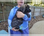 Small Photo #21 Cane Corso Puppy For Sale in HOUSTON, TX, USA