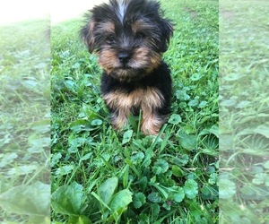 Yorkshire Terrier Puppy for sale in FAYETTEVILLE, WV, USA