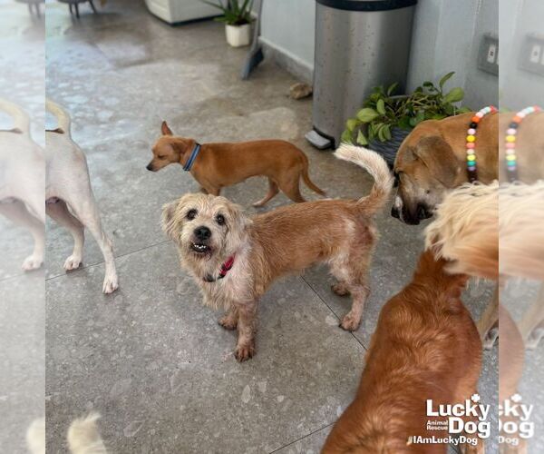 Medium Photo #6 Unknown-Wheaten Terrier Mix Puppy For Sale in Washington, DC, USA