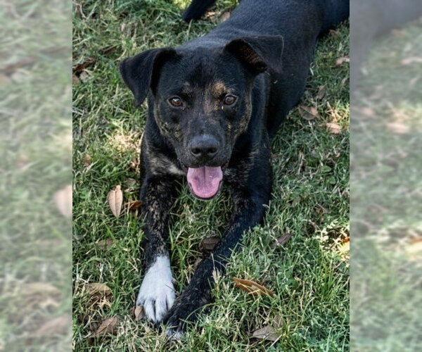 Medium Photo #1 Mutt Puppy For Sale in Texas City, TX, USA