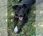 NIBBLET - Male Mutt Dog for Adoption - Small photo