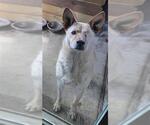 Small Catahoula Leopard Dog Mix