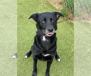 Labrador Retriever Dogs for adoption in Fayetteville, NC, USA