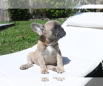Small Photo #9 French Bulldog Puppy For Sale in HOLLYWOOD, FL, USA