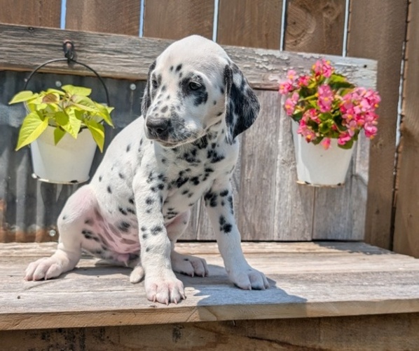 Medium Photo #38 Dalmatian Puppy For Sale in GOSHEN, IN, USA