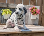 Small Photo #38 Dalmatian Puppy For Sale in GOSHEN, IN, USA