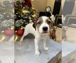 Small #6 Parson Russell Terrier