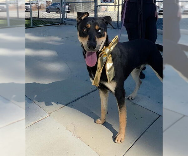 Medium Photo #2 German Shepherd Dog-Unknown Mix Puppy For Sale in Downey, CA, USA