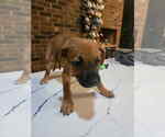 Small #2 Boxador