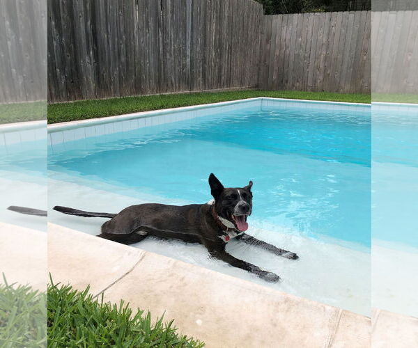 Medium Photo #5 Mutt Puppy For Sale in Houston, TX, USA