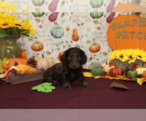 Dachshund Puppy for sale in CHANUTE, KS, USA