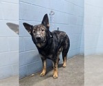 Small #6 German Shepherd Dog