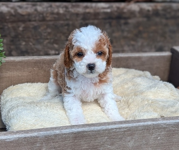 Medium Photo #7 Cavapoo (Miniature) Puppy For Sale in GOSHEN, IN, USA